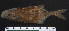  ( - OS21305 GAB17-1455)  @11 [ ] CreativeCommons  Attribution Non-Commercial Share-Alike (2019) Oregon State University Oregon State University