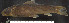  (Labeo sanagaensis - OS21429 GAB17-1715)  @11 [ ] CreativeCommons  Attribution Non-Commercial Share-Alike (2019) Oregon State University Oregon State University