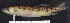  ( - OS21433 GAB17-1046)  @11 [ ] CreativeCommons  Attribution Non-Commercial Share-Alike (2019) Oregon State University Oregon State University