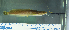  (Clarias platycephalus - OS21487 GAB17-0218)  @11 [ ] CreativeCommons  Attribution Non-Commercial Share-Alike (2017) Brian Sidlauskas Oregon State University