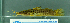  ( - OS21540 GAB17-0237)  @11 [ ] CreativeCommons  Attribution Non-Commercial Share-Alike (2017) Brian Sidlauskas Oregon State University