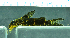  (Synodontis ngouniensis - OS21544 GAB17-0430)  @11 [ ] CreativeCommons  Attribution Non-Commercial Share-Alike (2017) Brian Sidlauskas Oregon State University