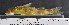  ( - OS21658 GAB17-0365)  @11 [ ] CreativeCommons  Attribution Non-Commercial Share-Alike (2017) Brian Sidlauskas Oregon State University
