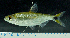  ( - OS21661 GAB17-0429)  @11 [ ] CreativeCommons  Attribution Non-Commercial Share-Alike (2017) Brian Sidlauskas Oregon State University
