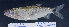  ( - OS21700 GAB17-0122)  @11 [ ] CreativeCommons  Attribution Non-Commercial Share-Alike (2017) Brian Sidlauskas Oregon State University