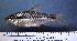  ( - OS21746 GAB17-0373)  @11 [ ] CreativeCommons  Attribution Non-Commercial Share-Alike (2017) Brian Sidlauskas Oregon State University