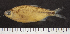  (Bryconalestes intermedius - OS21759 GAB17-0206)  @11 [ ] CreativeCommons  Attribution Non-Commercial Share-Alike (2019) Oregon State University Oregon State University