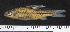  ( - OS21833 GAB17-0338)  @11 [ ] CreativeCommons  Attribution Non-Commercial Share-Alike (2019) Oregon State University Oregon State University