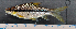  ( - OS21849 GAB17-0185)  @11 [ ] CreativeCommons  Attribution Non-Commercial Share-Alike (2017) Brian Sidlauskas Oregon State University
