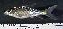  ( - OS21882 GAB17-0353)  @11 [ ] CreativeCommons  Attribution Non-Commercial Share-Alike (2017) Brian Sidlauskas Oregon State University
