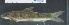  ( - OS21912 GAB17-0119)  @11 [ ] CreativeCommons  Attribution Non-Commercial Share-Alike (2017) Brian Sidlauskas Oregon State University