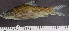  ( - OS21946 GAB17-0298)  @11 [ ] CreativeCommons  Attribution Non-Commercial Share-Alike (2019) Oregon State University Oregon State University