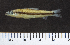  (Nannocharax parvus - OS21967 GAB17-2216)  @11 [ ] CreativeCommons  Attribution Non-Commercial Share-Alike (2019) Oregon State University Oregon State University