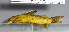  ( - OS22025 GAB17-0303)  @11 [ ] CreativeCommons  Attribution Non-Commercial Share-Alike (2017) Brian Sidlauskas Oregon State University