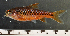  ( - OS22109 GAB17-0476)  @11 [ ] CreativeCommons  Attribution Non-Commercial Share-Alike (2017) Brian Sidlauskas Oregon State University