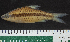  (Enteromius diamouanganai - OS22117 GAB17-0141)  @11 [ ] CreativeCommons  Attribution Non-Commercial Share-Alike (2019) Oregon State University Oregon State University