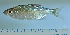 ( - OS22213 GAB17-0031)  @11 [ ] CreativeCommons  Attribution Non-Commercial Share-Alike (2017) Brian Sidlauskas Oregon State University