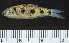  (Enteromius collarti - OS22296 GAB17-1773)  @11 [ ] CreativeCommons  Attribution Non-Commercial Share-Alike (2019) Oregon State University Oregon State University