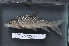  ( - OS22430 GAB17-1102)  @11 [ ] CreativeCommons  Attribution Non-Commercial Share-Alike (2017) Brian Sidlauskas Oregon State University