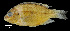 (Oreochromis schwebischi - OS19605 BLS14-020)  @11 [ ] CreativeCommons  Attribution Non-Commercial Share-Alike (2015) Oregon State University Oregon State University