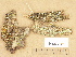  ( - H9202704)  @11 [ ] Copyright (2012) Diana Weckman Botanical Museum, Finnish Museum of Natural History, University of Helsinki