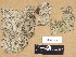  ( - H9203521)  @11 [ ] Copyright (2012) Diana Weckman Botanical Museum, Finnish Museum of Natural History, University of Helsinki