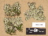  ( - H9203523)  @11 [ ] Copyright (2012) Diana Weckman Botanical Museum, Finnish Museum of Natural History, University of Helsinki