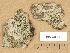  ( - H9203541)  @11 [ ] Copyright (2012) Diana Weckman Botanical Museum, Finnish Museum of Natural History, University of Helsinki