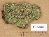  (Biatora - H9203562)  @11 [ ] Copyright (2012) Diana Weckman Botanical Museum, Finnish Museum of Natural History, University of Helsinki