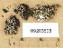  (Rinodina mniaraea s. lato - H9203598)  @11 [ ] Copyright (2012) Diana Weckman Botanical Museum, Finnish Museum of Natural History, University of Helsinki