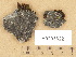  (Rinodina gennarii - H9203622)  @11 [ ] Copyright (2012) Diana Weckman Botanical Museum, Finnish Museum of Natural History, University of Helsinki