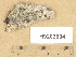  ( - H9203634)  @11 [ ] Copyright (2012) Diana Weckman Botanical Museum, Finnish Museum of Natural History, University of Helsinki