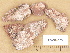  ( - H9203659)  @11 [ ] Copyright (2012) Diana Weckman Botanical Museum, Finnish Museum of Natural History, University of Helsinki