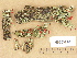  ( - H9203670)  @11 [ ] Copyright (2012) Diana Weckman Botanical Museum, Finnish Museum of Natural History, University of Helsinki