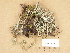  ( - H9203676)  @11 [ ] Copyright (2012) Diana Weckman Botanical Museum, Finnish Museum of Natural History, University of Helsinki