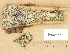 ( - H9203677)  @11 [ ] Copyright (2012) Diana Weckman Botanical Museum, Finnish Museum of Natural History, University of Helsinki