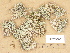  (Cladonia ciliata f. flavicans - H9203680)  @11 [ ] Copyright (2012) Diana Weckman Botanical Museum, Finnish Museum of Natural History, University of Helsinki