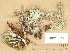  (Cladonia turgida - H9203681)  @11 [ ] Copyright (2012) Diana Weckman Botanical Museum, Finnish Museum of Natural History, University of Helsinki