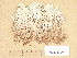  ( - H9203729)  @11 [ ] Copyright (2012) Diana Weckman Botanical Museum, Finnish Museum of Natural History, University of Helsinki