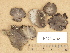  ( - H9203732)  @11 [ ] Copyright (2012) Diana Weckman Botanical Museum, Finnish Museum of Natural History, University of Helsinki
