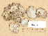  ( - H9203733)  @11 [ ] Copyright (2012) Diana Weckman Botanical Museum, Finnish Museum of Natural History, University of Helsinki