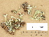  ( - H9203748)  @11 [ ] Copyright (2012) Diana Weckman Botanical Museum, Finnish Museum of Natural History, University of Helsinki