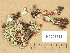  ( - H9203758)  @11 [ ] Copyright (2012) Diana Weckman Botanical Museum, Finnish Museum of Natural History, University of Helsinki