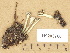  ( - H9203760)  @11 [ ] Copyright (2012) Diana Weckman Botanical Museum, Finnish Museum of Natural History, University of Helsinki
