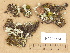  ( - H9203764)  @11 [ ] Copyright (2012) Diana Weckman Botanical Museum, Finnish Museum of Natural History, University of Helsinki