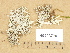  ( - H9203770)  @11 [ ] Copyright (2012) Diana Weckman Botanical Museum, Finnish Museum of Natural History, University of Helsinki