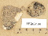  ( - H9203784)  @11 [ ] Copyright (2012) Diana Weckman Botanical Museum, Finnish Museum of Natural History, University of Helsinki