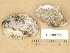  ( - H9203785)  @11 [ ] Copyright (2012) Diana Weckman Botanical Museum, Finnish Museum of Natural History, University of Helsinki
