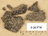  ( - H9203786)  @11 [ ] Copyright (2012) Diana Weckman Botanical Museum, Finnish Museum of Natural History, University of Helsinki