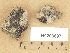  ( - H9203897)  @11 [ ] Copyright (2012) Diana Weckman Botanical Museum, Finnish Museum of Natural History, University of Helsinki